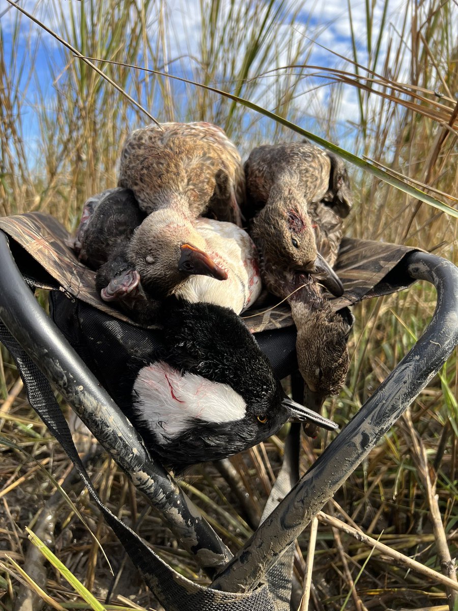 colinrdrew's tweet photo. Being in a duck blind seeing cool sights like these and watching a good dog work is good for the soul no matter what the bag looks like https://t.co/NJvuTv0h93
