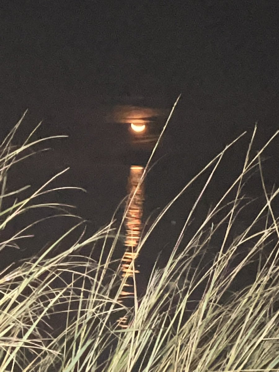 colinrdrew's tweet photo. Being in a duck blind seeing cool sights like these and watching a good dog work is good for the soul no matter what the bag looks like https://t.co/NJvuTv0h93