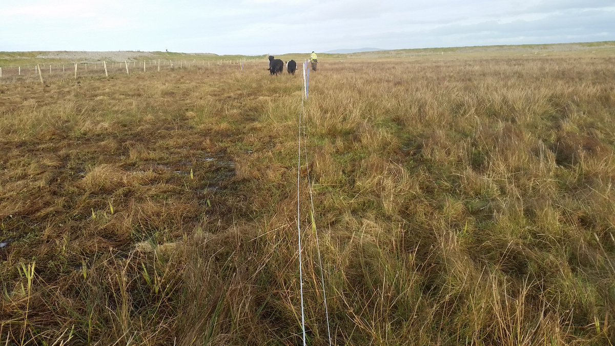 ceeebird's tweet photo. Moved our boys onto their next section of grazing today...happy boys and an even happier me as they didn't 'test' the electric fence (which wasn't on!) Other photo shows before and after on either side of the fence #Benbecula #CroftLife https://t.co/klLS974rV9