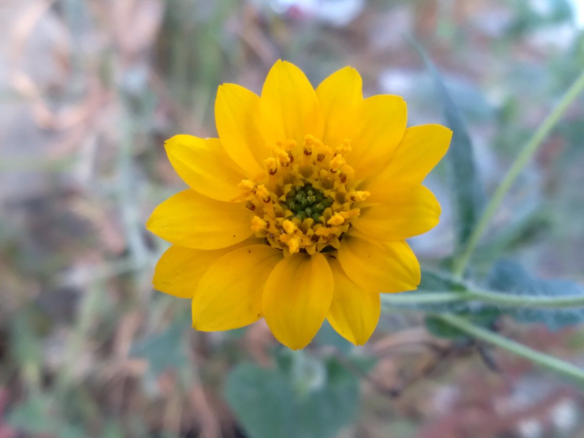 balamcoatl's tweet photo. «#Nature uncovers the inner secrets of nature in two ways: one by the force of bodies operating outside it; the other by the very movements of its innards.» #Lomonosov #ReflectionOfTheDay #InADayLikeToday #November19th / #Wildflowers #FloresSilvestres @ #Guanajuato https://t.co/518Fx0GJmc