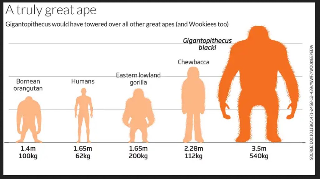 Helena_LB's tweet photo. I was looking up Gigantopithecus and found this size comparison chart. #OneOfTheseIsNotLikeTheOthers https://t.co/Ay3EvSgcLv
