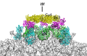 How did the IgM get so potent? With CryoEM we found the binding sites of DH1017 on #Zika virus. Computational modelling shows that the #IgM can bind the virion with multiple "arms" simultaneously. A novel approach for neutralization that is not feasible for #IgG. 10/n