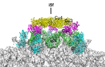 How did the IgM get so potent? With CryoEM we found the binding sites of DH1017 on #Zika virus. Computational modelling shows that the #IgM can bind the virion with multiple 'arms' simultaneously. A novel approach for neutralization that is not feasible for #IgG. 10/n