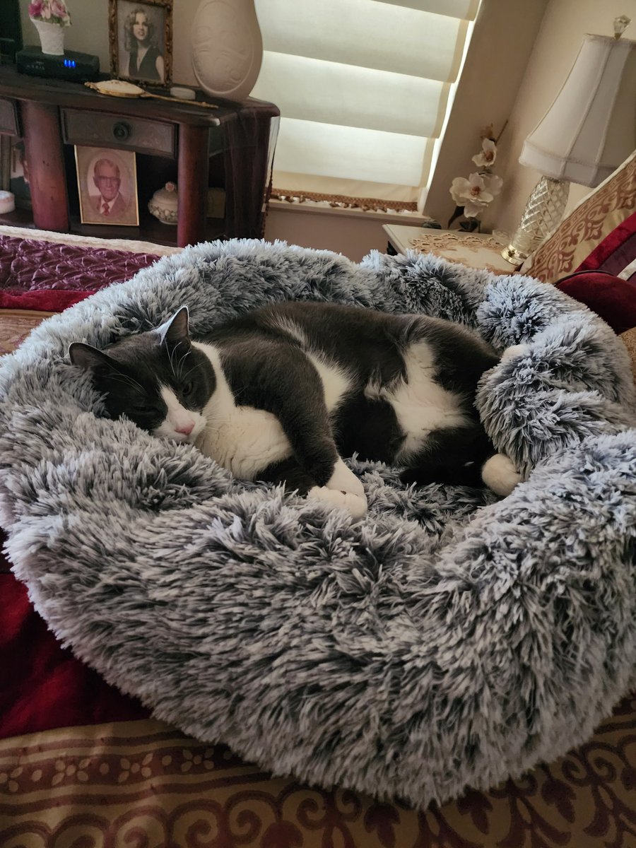 KisaraCats's tweet photo. @thechrisbarron Happy #Caturday to your Home & family! 😻 We dunno how u process all the #catfreak tweets but it's very kind of u. Hard to see by this pic but Skippy is a solid 22 lbs. Now has his own Skipper-size Fluffus bed. As all can tell, he loves it! Party on Garth! 😂😅 https://t.co/NcLHWHnDru