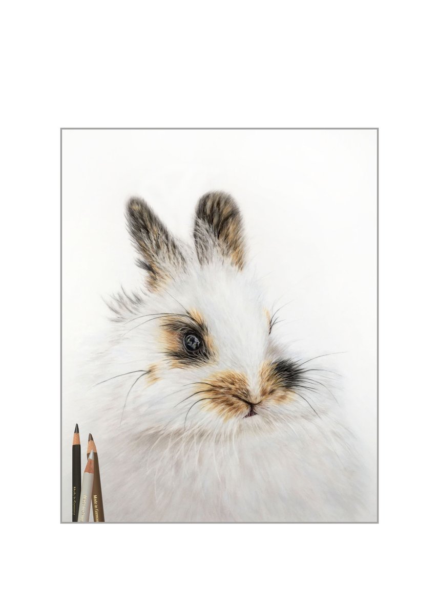 Fluffy White Bunny, more fun and games drawing white on white. Using blues, pinks and creams it brings the picture alive if you are brave enough to add these colours. Drafting film, Faber Castell Polychromos, Caran d’ache Luminance. This was a tutorial with Bonny Snowdon.