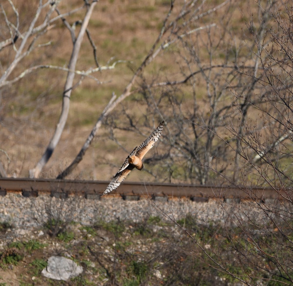 LawrenceConnol2's tweet photo. Northern Harrier(Circus hudsonius) adult female? several sightings  this month hunting over the open grassland. Pine Island/Cutler Reservation, Dedham MA  
 #nikonphotography #BirdsSeenIn2022 #TwitterNatureCommunity #SIGMA #birdphotography #TwitterNaturePhotography https://t.co/GVqKKZ1Zis