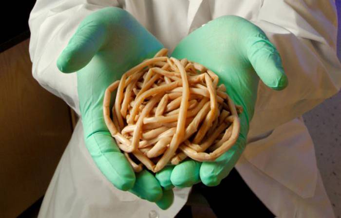 Talking Biotech Podcast 371 
Genomics of Parasites - Dr. Jessie Kissinger speaks about the extensive curation of parasite genomes and how they are being used to solve pressing problems in health and agriculture.
share.transistor.fm/s/768d4a83