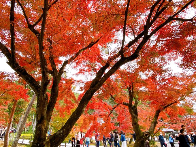 紅葉が綺麗だねー
今度うちの子を描く 