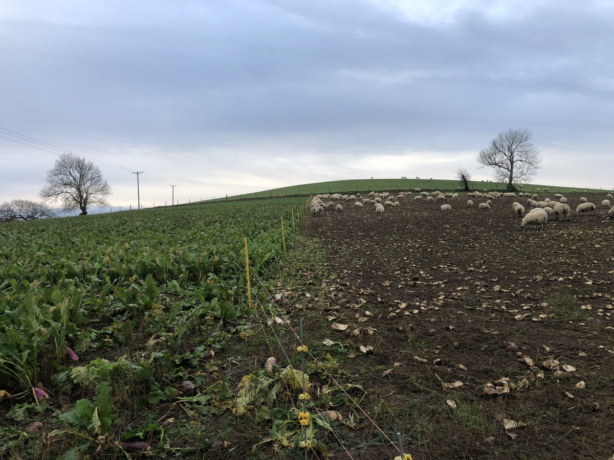 NeilDav87's tweet photo. Hard to believe this was still a field of dust at the end of August, Stubble turnips saved by the mild Autumn #winterfeed #rootcrop #rotationalgrazing @PrecisionGraze obviously I picked the smaller ones for the photo 😉 https://t.co/f6yMobtUXr