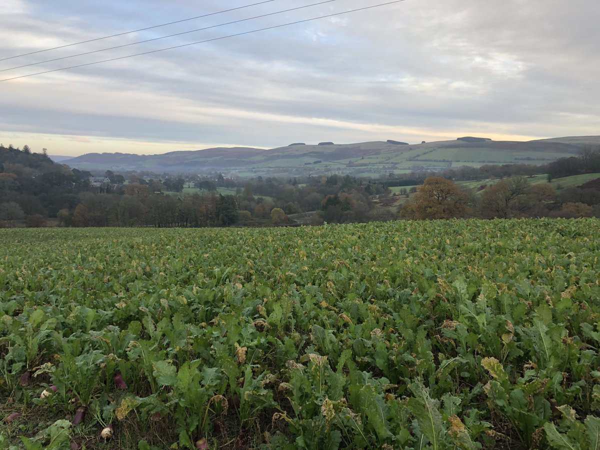 NeilDav87's tweet photo. Hard to believe this was still a field of dust at the end of August, Stubble turnips saved by the mild Autumn #winterfeed #rootcrop #rotationalgrazing @PrecisionGraze obviously I picked the smaller ones for the photo 😉 https://t.co/f6yMobtUXr