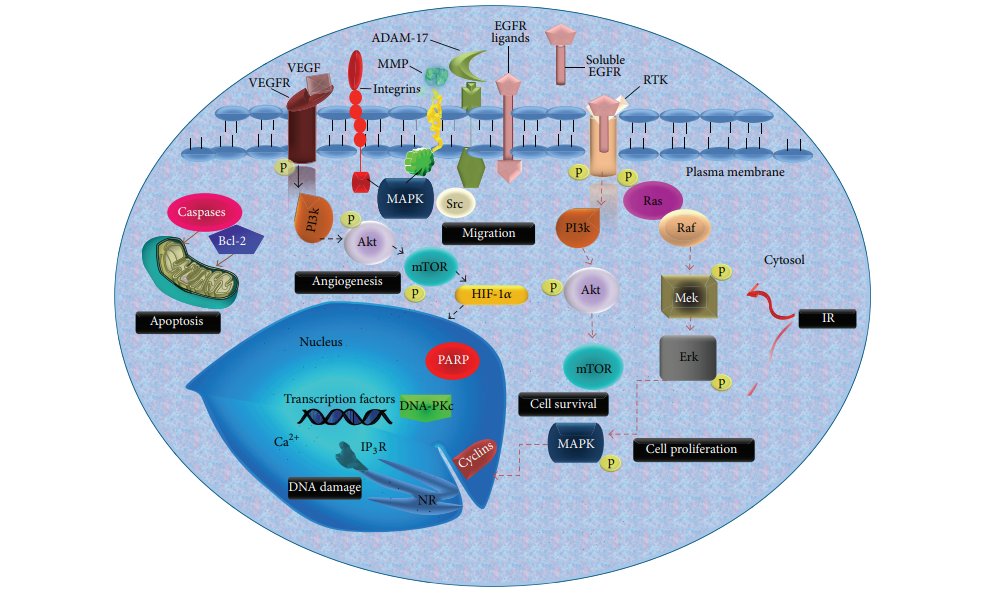 Nanobiomedical Research Group tweet media