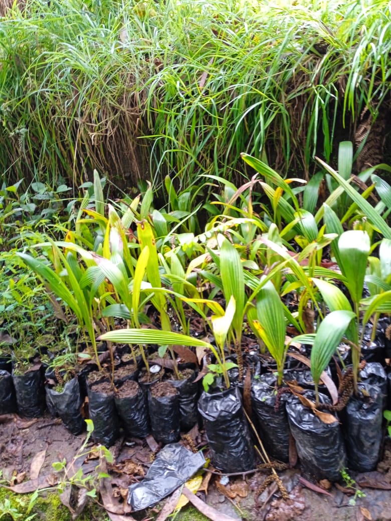 sinderrumbe's tweet photo. Mi amigo Moisés tiene un vivero campesino para alta montaña. Ofrece x ej Palmas de cera, q tras un tratamiento especial a sus semillas germinan después de meses de paciente espera. Ayúdeme a difundir y por DM les doy la inf sin intermediarios. @jdavidarangog https://t.co/3CwqFLABnp