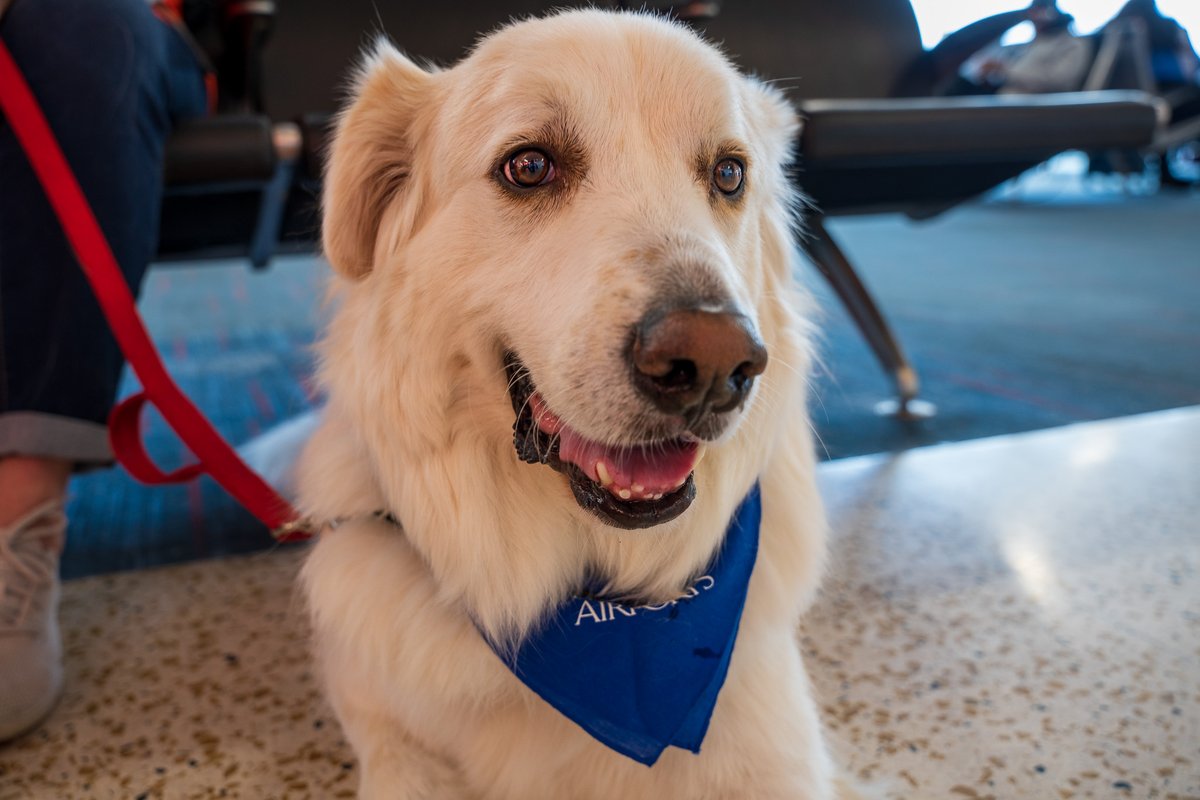 iah's tweet photo. We are so excited to announce Sawyer will be one of our new therapy dogs!

Give him a pat for a job well done if you see him.

Shotgun, another of our #IAHTherapyDogs, showed him the ropes. https://t.co/O2lcY7sdPU