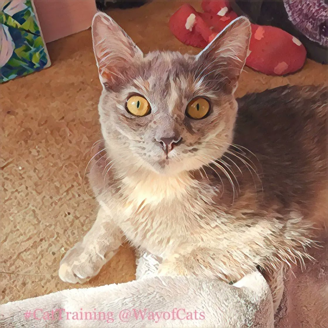 WayofCatsbook's tweet image. Why We Do What Cats Want because we're helpless. | the Way of Cats buff.ly/2olAlUY

Did you know we are COMPELLED by cats against our own wills? Yeah, I don't believe it either.
#CatScience #CatMythbusting #CatLovers #CatsOfTwitter