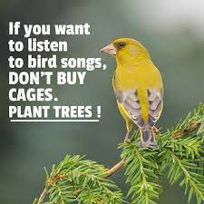 Vogels horen in bomen en niet in kooitjes.
#bomenplanten #vergroening #natuur