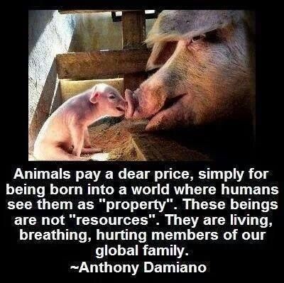 angie_karan's tweet photo. Here's a helpless mother reaching out to her newborn baby, wanting to protect her baby and nurture him, just like human mothers do, but she can't, she's caged up and cannot move.💔 https://t.co/jQi7BsvdP5