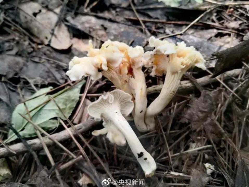 COPAI9999's tweet photo. 2022, Four new species of subgenus #Cantharellus discovered in #China, including #CantharellusAlbopileatus. Papers published in the journal #Frontiers in Microbiology.
News Article: https://t.co/xDtkb77UMS
#COPAI #Asia #Mushroom https://t.co/BaHFX8hxk3