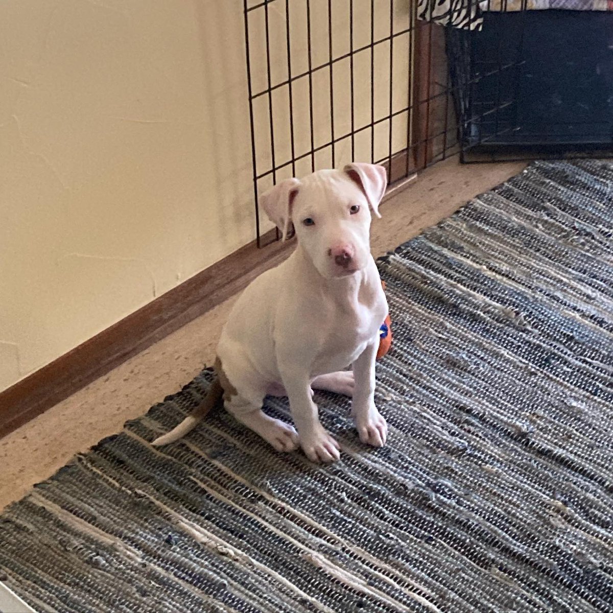 milliewonka1's tweet photo. My friend here was dumped. He needs a place to live. He’s about 8-12 weeks old. He plays well with me and my buddies. He likes to potty outside. He likes to have fun. He’d like a good home so help my friend out if you can. https://t.co/F1g52sKtH5