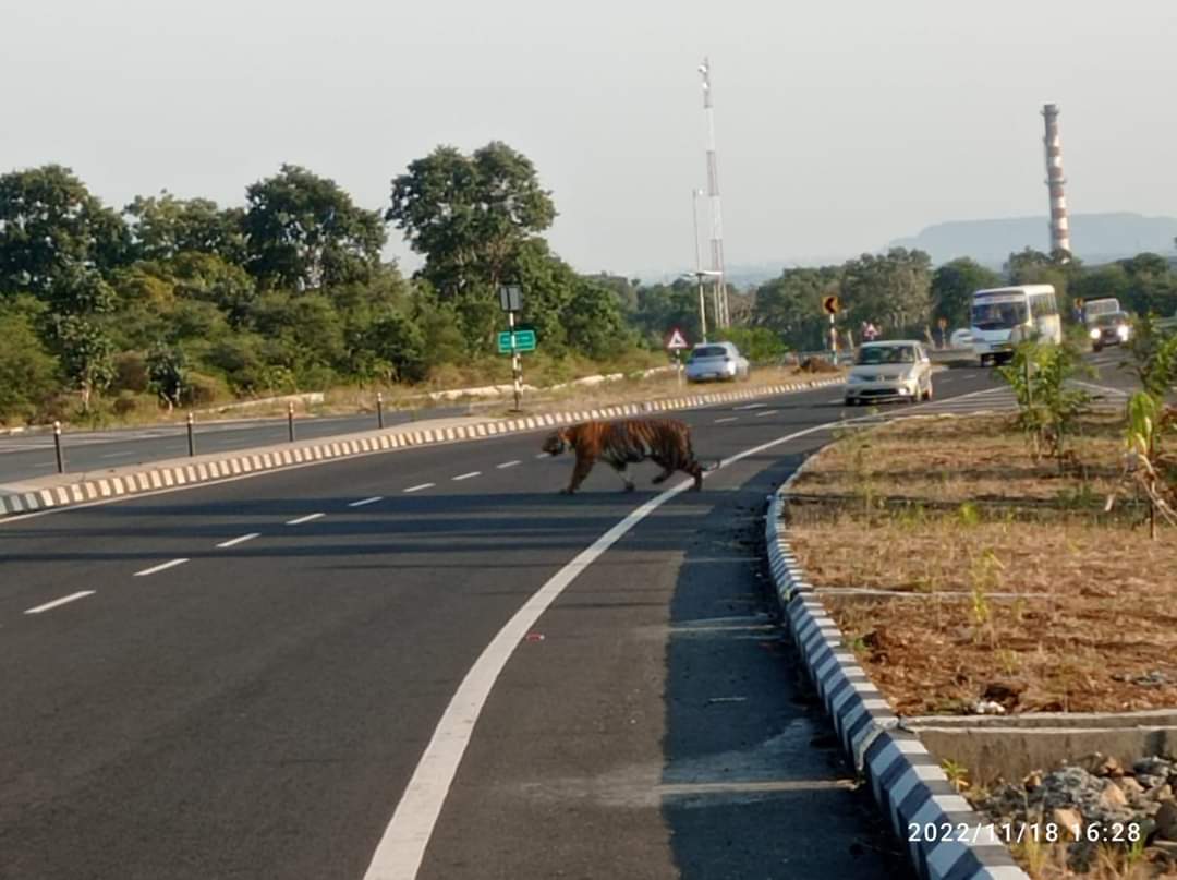 WildLense® Eco Foundation 🇮🇳 tweet media