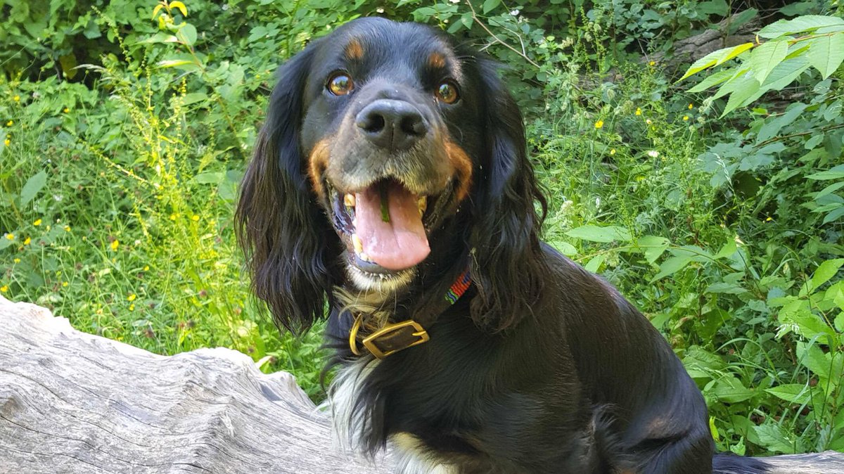 can you throw the thing already?! 

#dogwalker #puppylove #petsittinguk