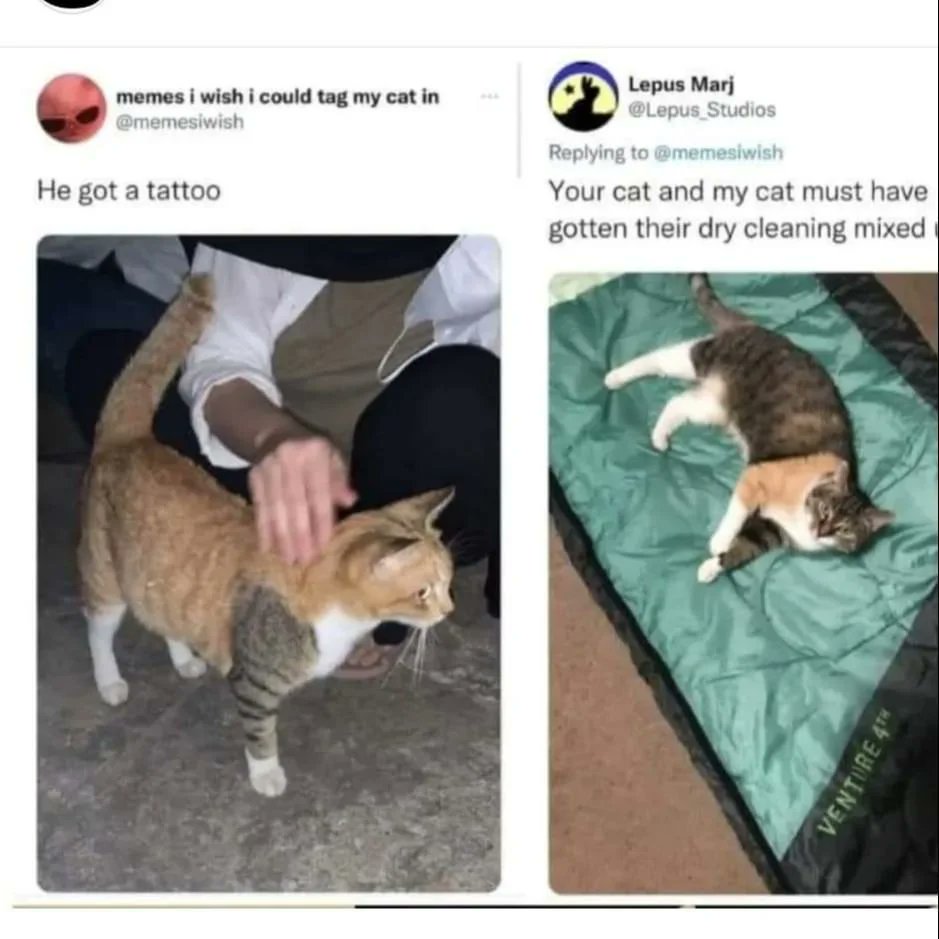 WholesomeMemes (@wholesomememe) on Twitter photo 