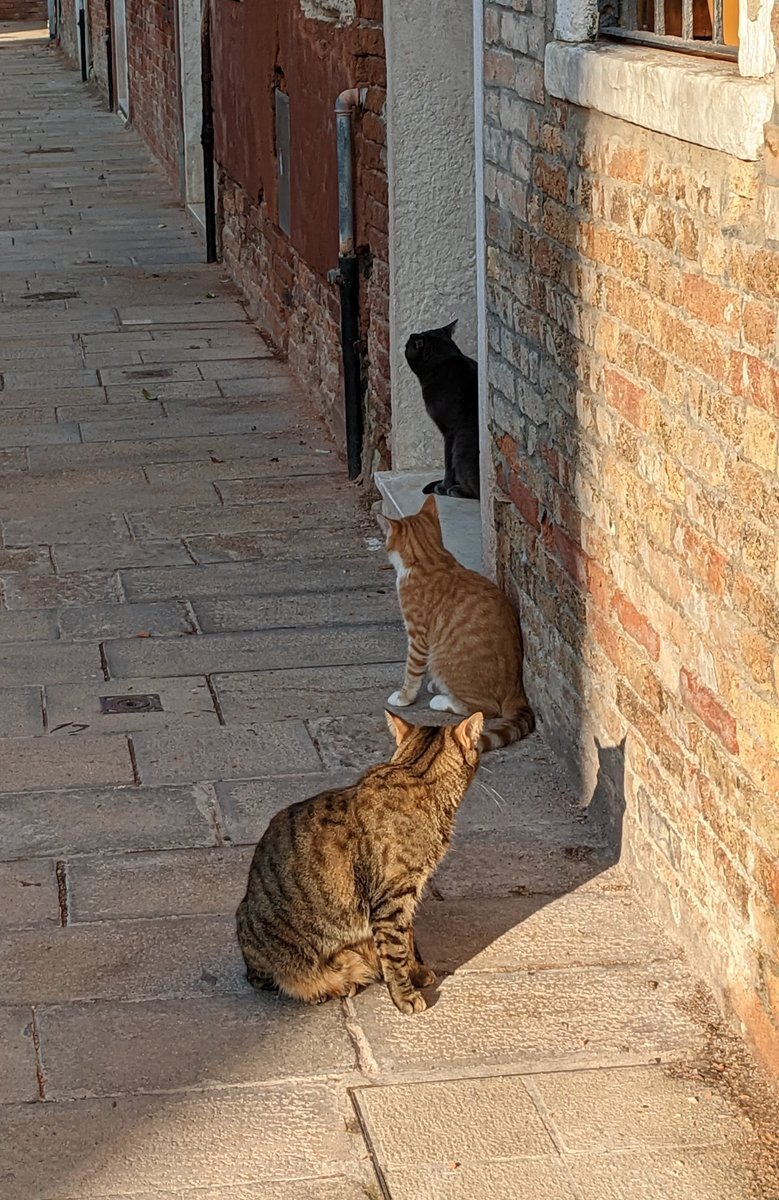 LJ_Pritchard's tweet photo. #CatsConcentration Part 1 #Distraction. #NeighbourCats #Caturday #CatsOfCastello #CatsOfVenice #CatsOfInstagram #Venezia #Venice #LivingOnWater https://t.co/DnQkP8oLze