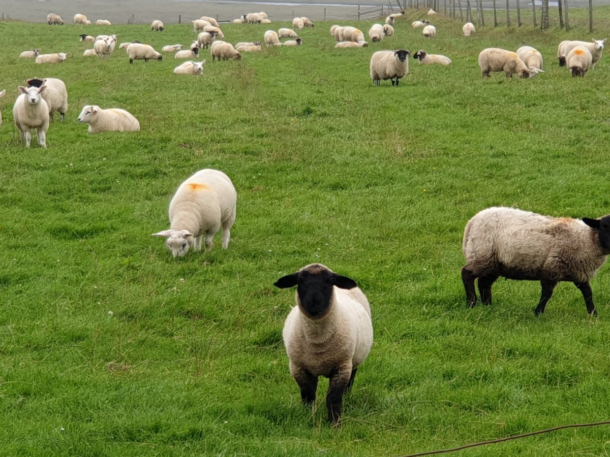 dailysheep1's tweet image. &quot;Hang on a sec! I&apos;ve just remembered what it was I meant to tell you!&quot;
@jaynemacbac 23.8