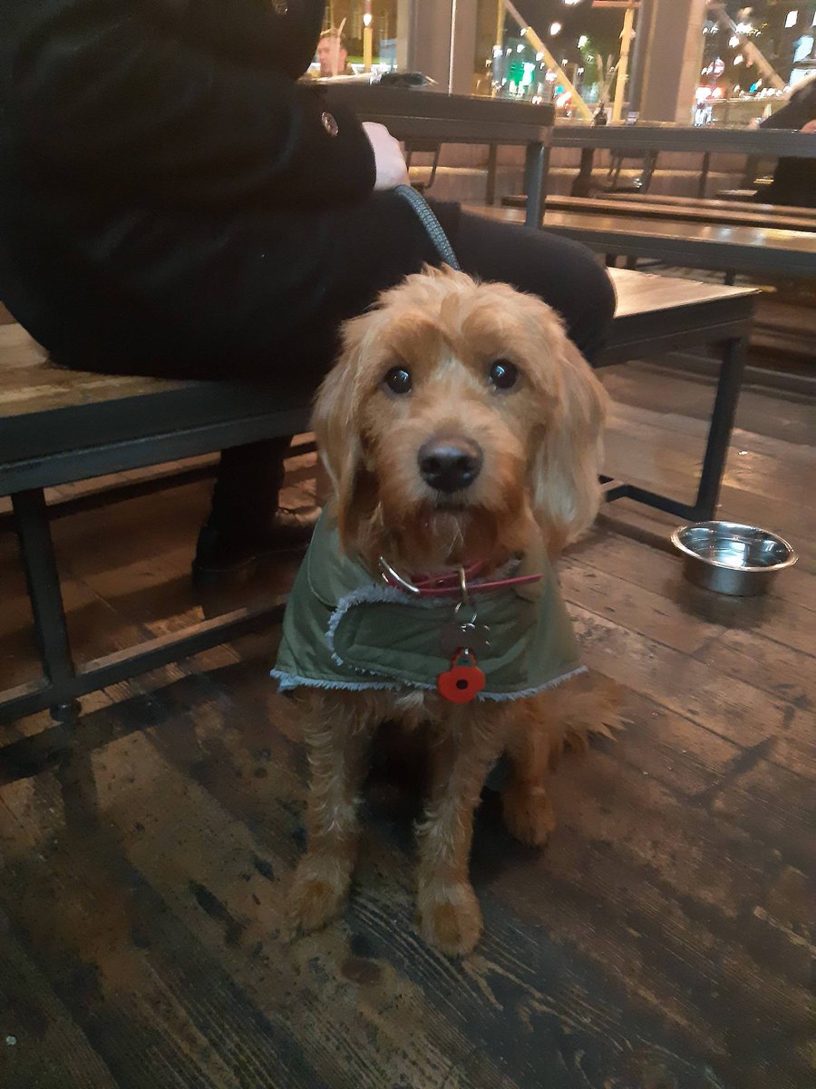 Say hello to Winnie, everyone! She can be a bit shy, but she'll give you a high five if you ask nicely (and bring treats).

All our four-legged friends are welcome at BrewDog North Street, and we've got plenty of Brewski dog biscuits for them too! 🐶🦴🍺 #brewdog #dogfriendlybar