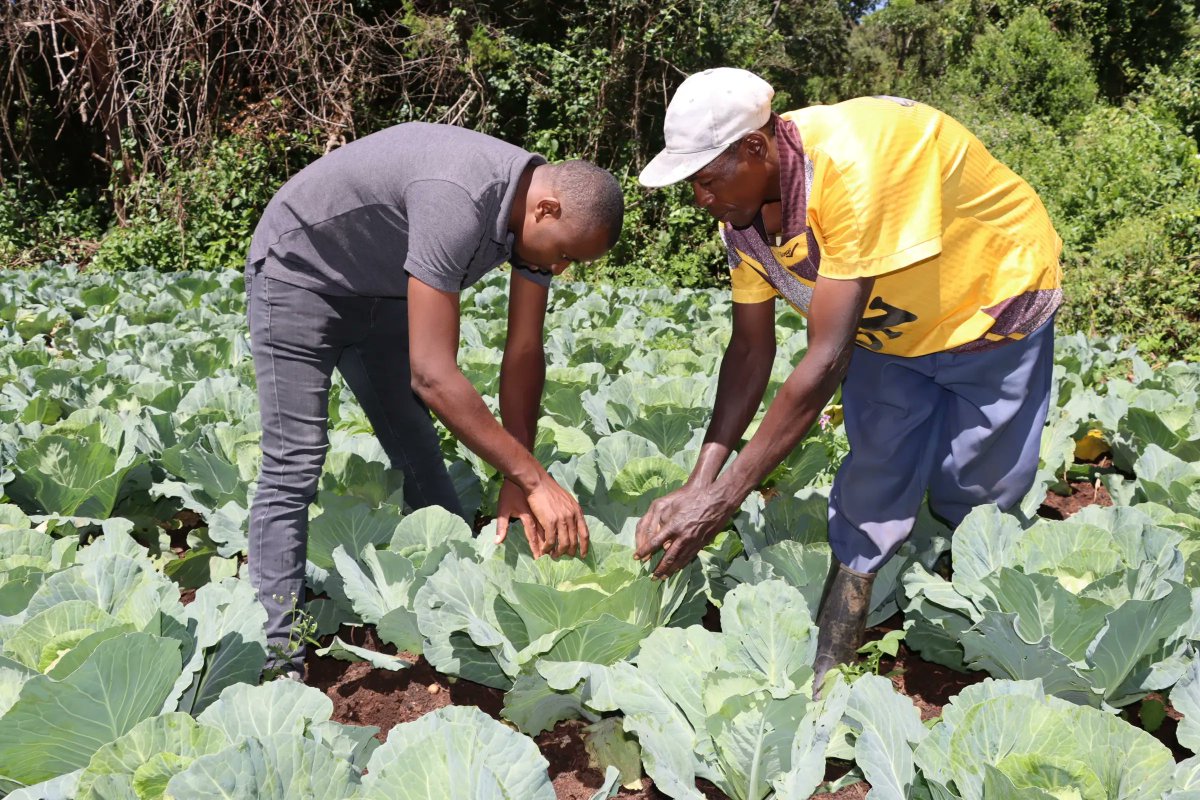 IFDC Kenya tweet media