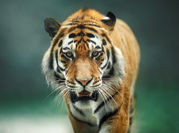 RagleCharlie's tweet photo. It’s GAMEDAY!! #FAMILY #TTM #BETHECHANGE #BATTLEOFTHEDOMES 2% 🐅🐅 🍊 https://t.co/JzurKUuOge