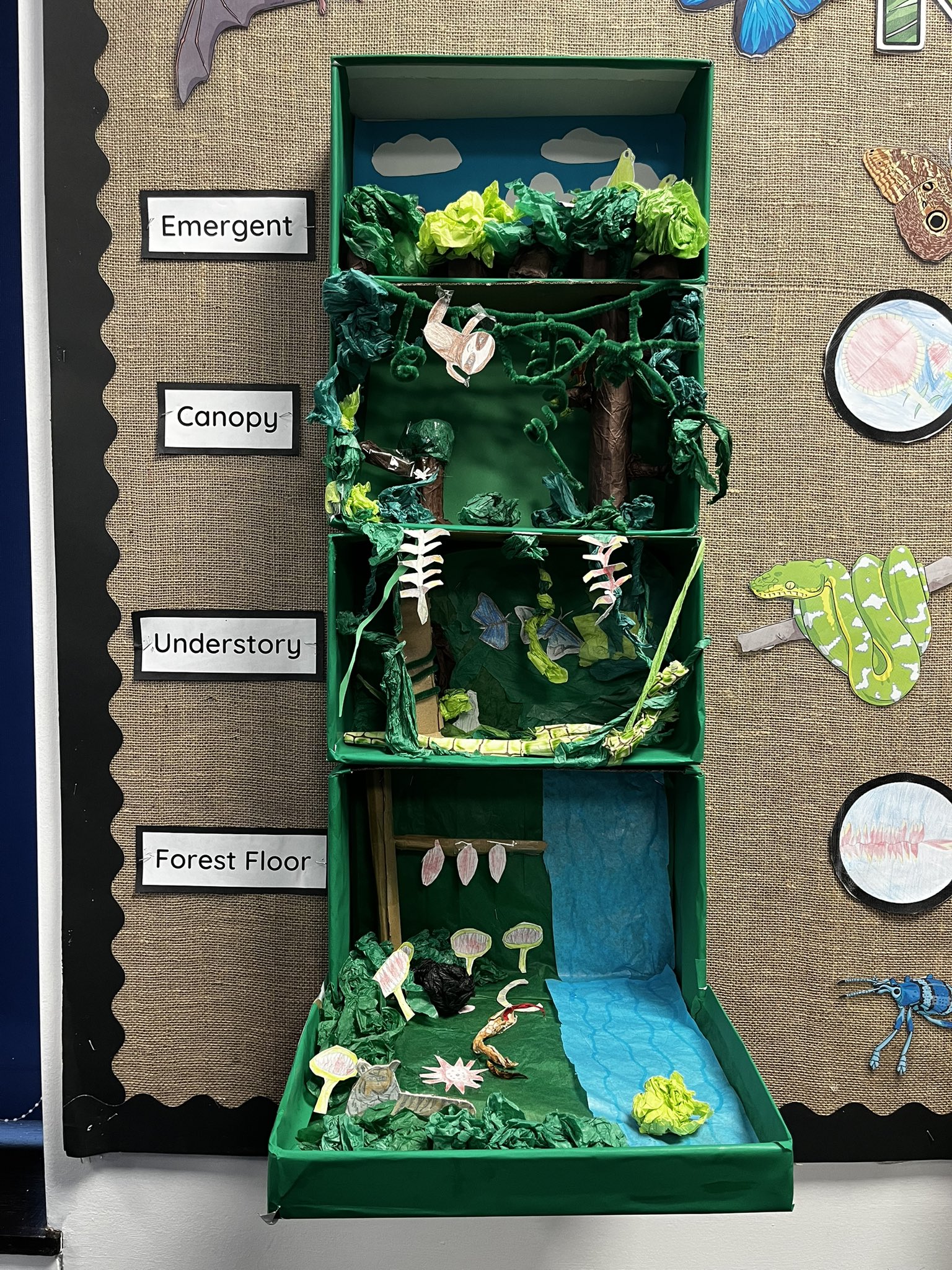 Rainforest Layers Diorama