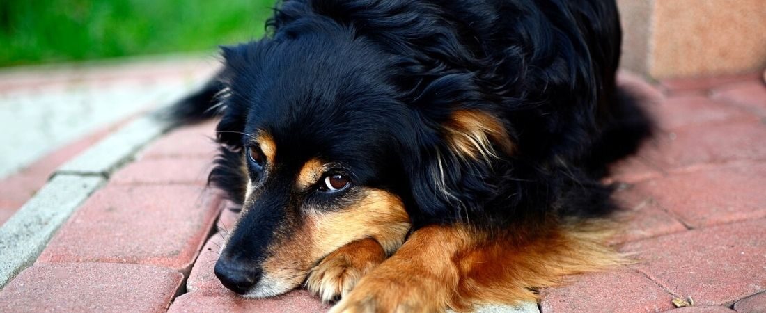 Vets_online's tweet photo. Lebererkrankungen beim Hund - ein kostenloser Fachartikel von Pascale Huber, Tierärztin, Chefredaktion Vets online.

Jetzt anmelden und lesen:

https://t.co/pLAl2aRO6q

#vetsonline https://t.co/g5mmGcMink