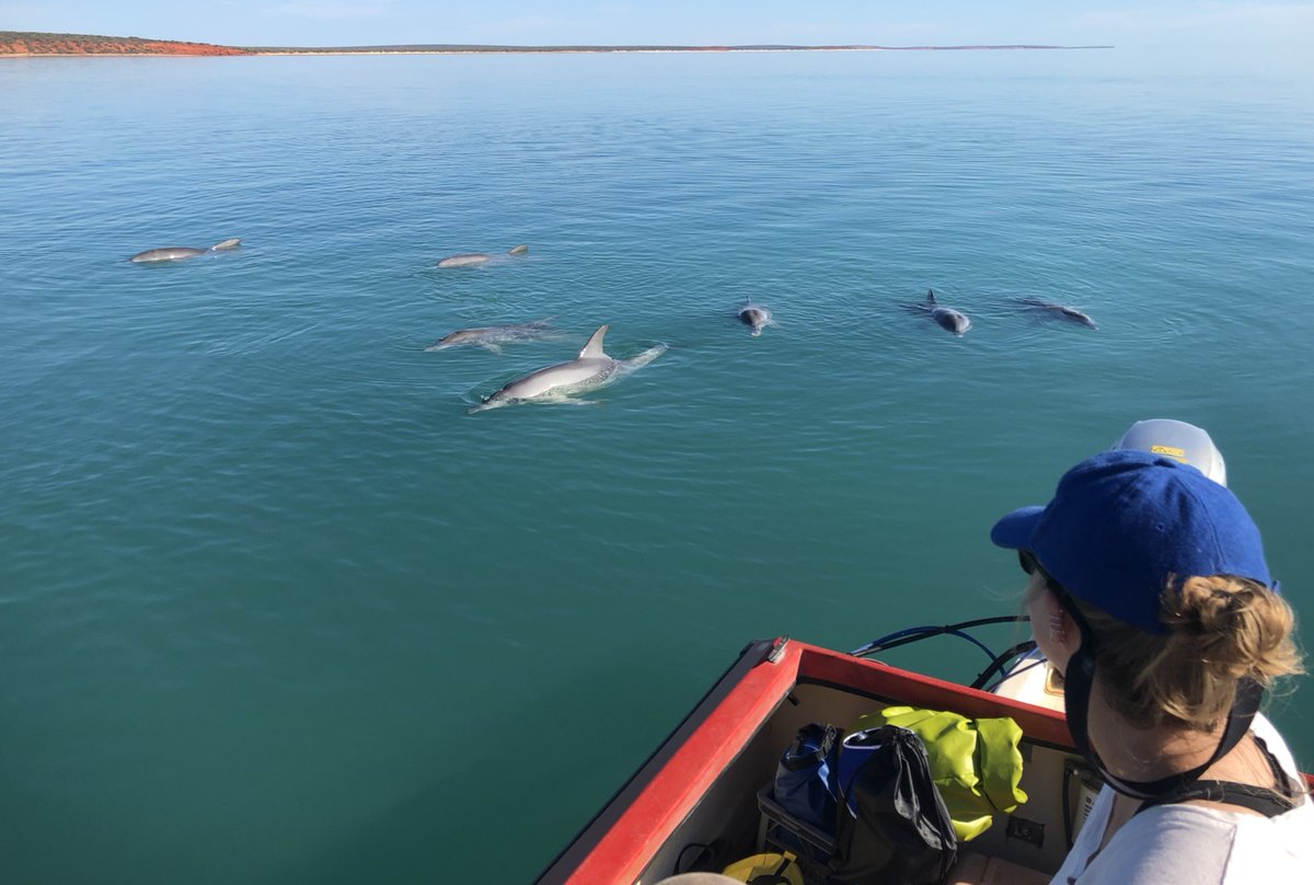 Looking for a postdoc in network ecology? The Mann Lab is looking to support a candidate for Georgetown's Earth Commons Fellowship! Find out more at our website: monkeymiadolphins.org/join-us/