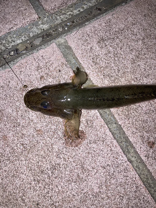 ハゼが釣れた! 仕掛けが口に掛かったままのやつを俺のルアーが引っ掛けた 