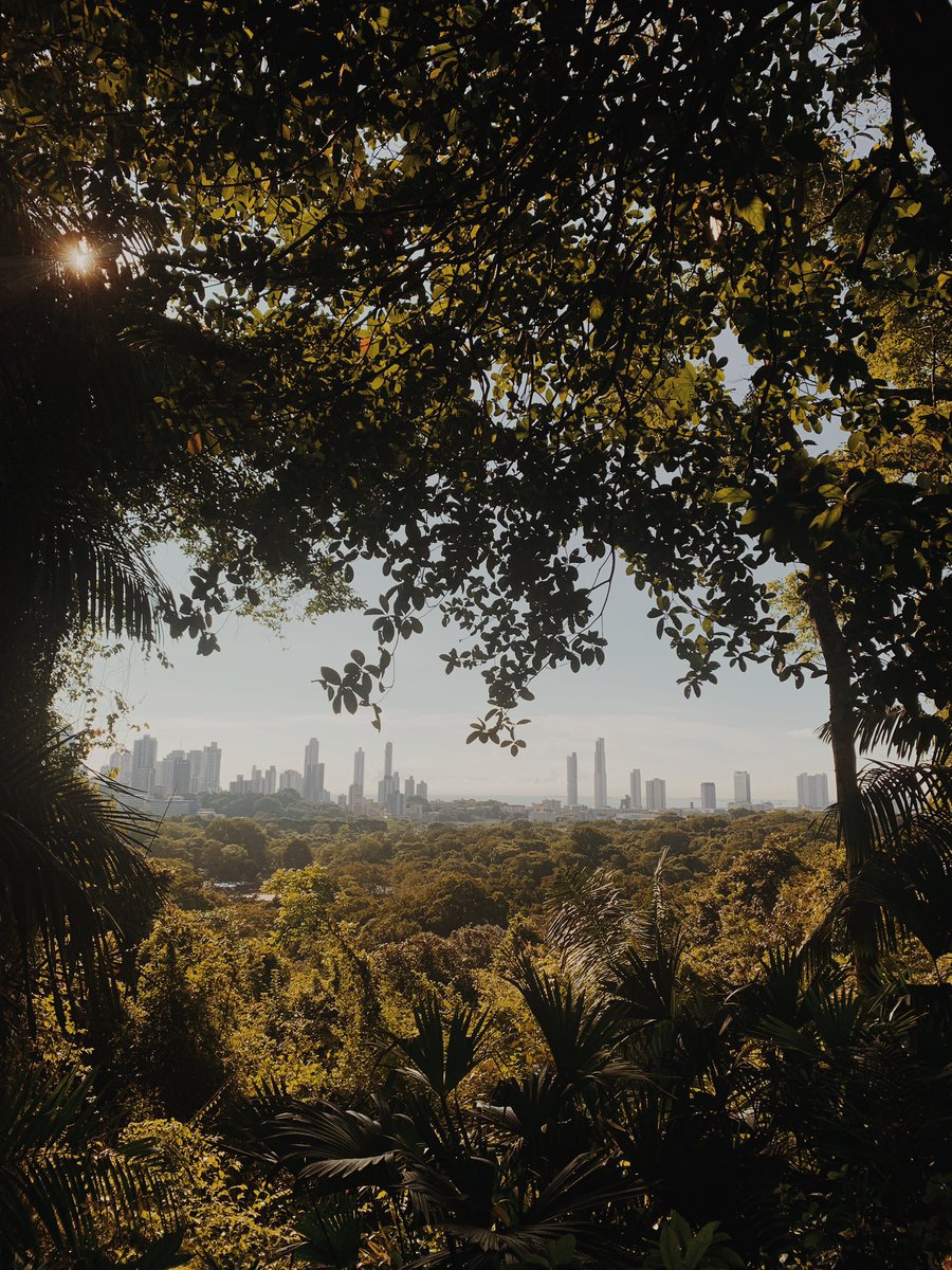 Carlos Bracho tweet media