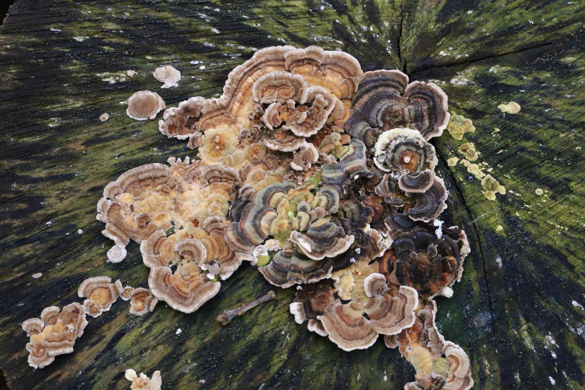 Nature painting …

Un tableau de maître Nature …