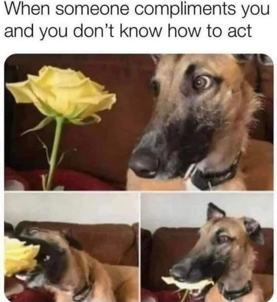 WholesomeMemes tweet media