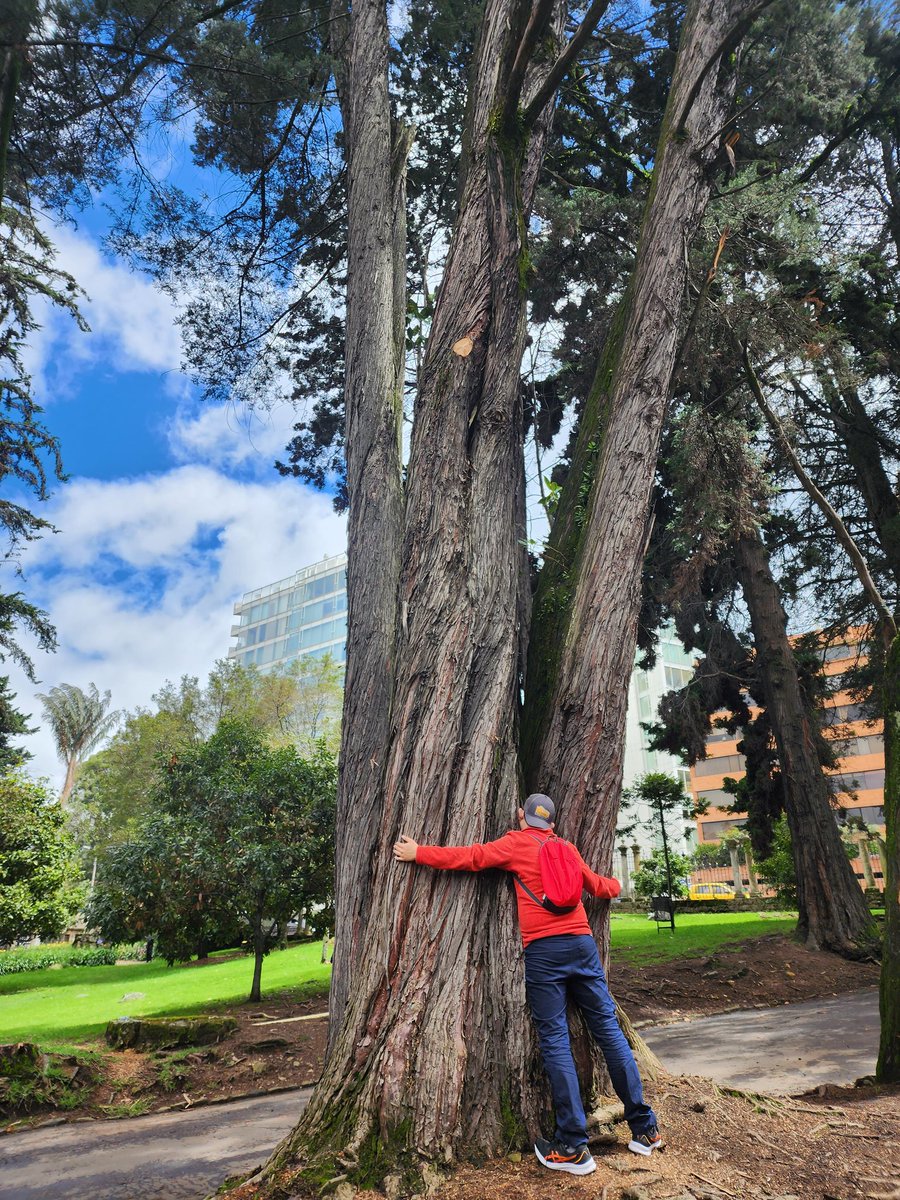 singshobhasing's tweet photo. Spending time in nature can bring unbelievable benefits: Mental, physical, emotional and spiritual.
#ForestTherapy #ParqueElChico https://t.co/kWj05Kyh4k