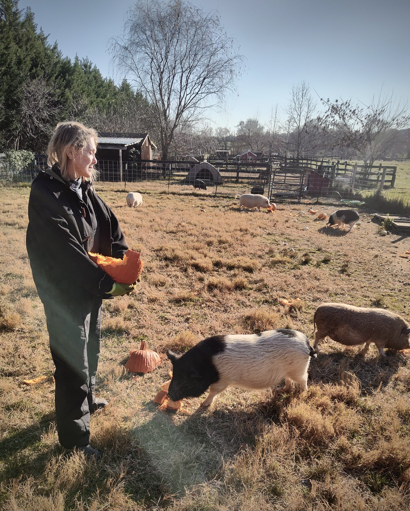 John P Flannery On Twitter Rescue Pigs Get A Pumpkin Brunch Holly 
