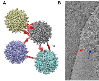 Also, DH1017.IgM can aggregate multiple #Zika virus particles, which would #neutralize by inhibiting virus uptake 13/n