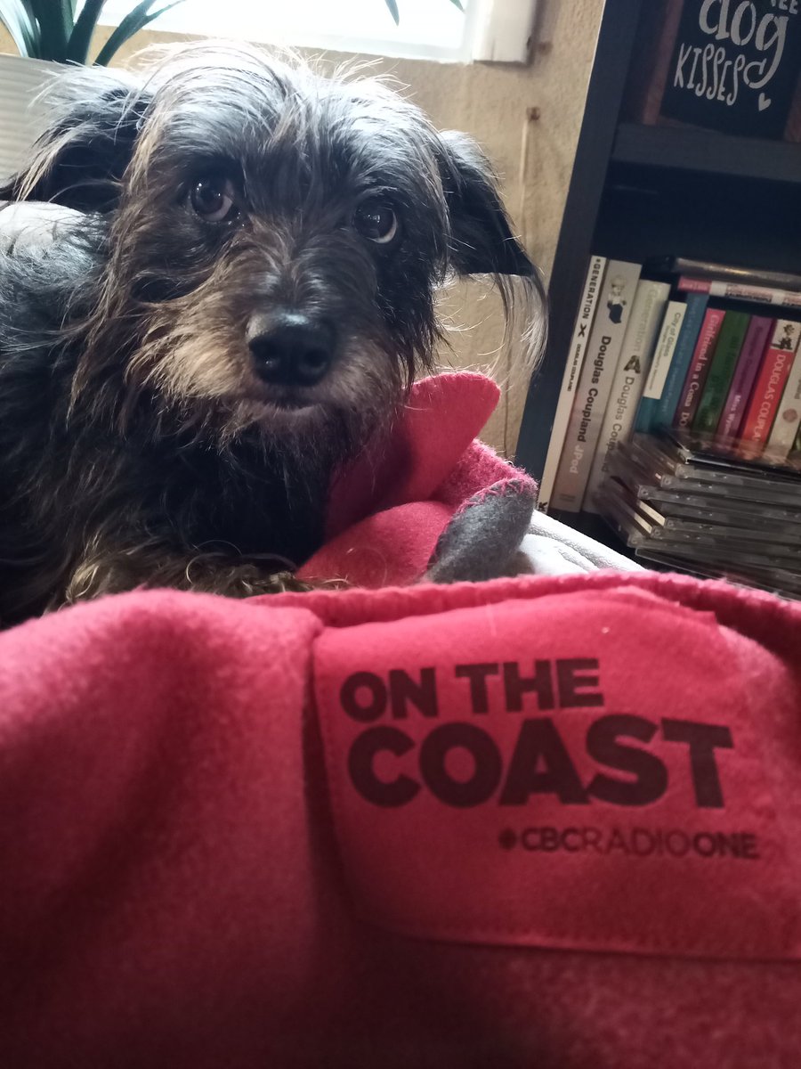 tdm_now's tweet photo. Her expression may say otherwise but this @CBCOnTheCoast Fleece is her favorite blankie. https://t.co/76aiNnu3Zv