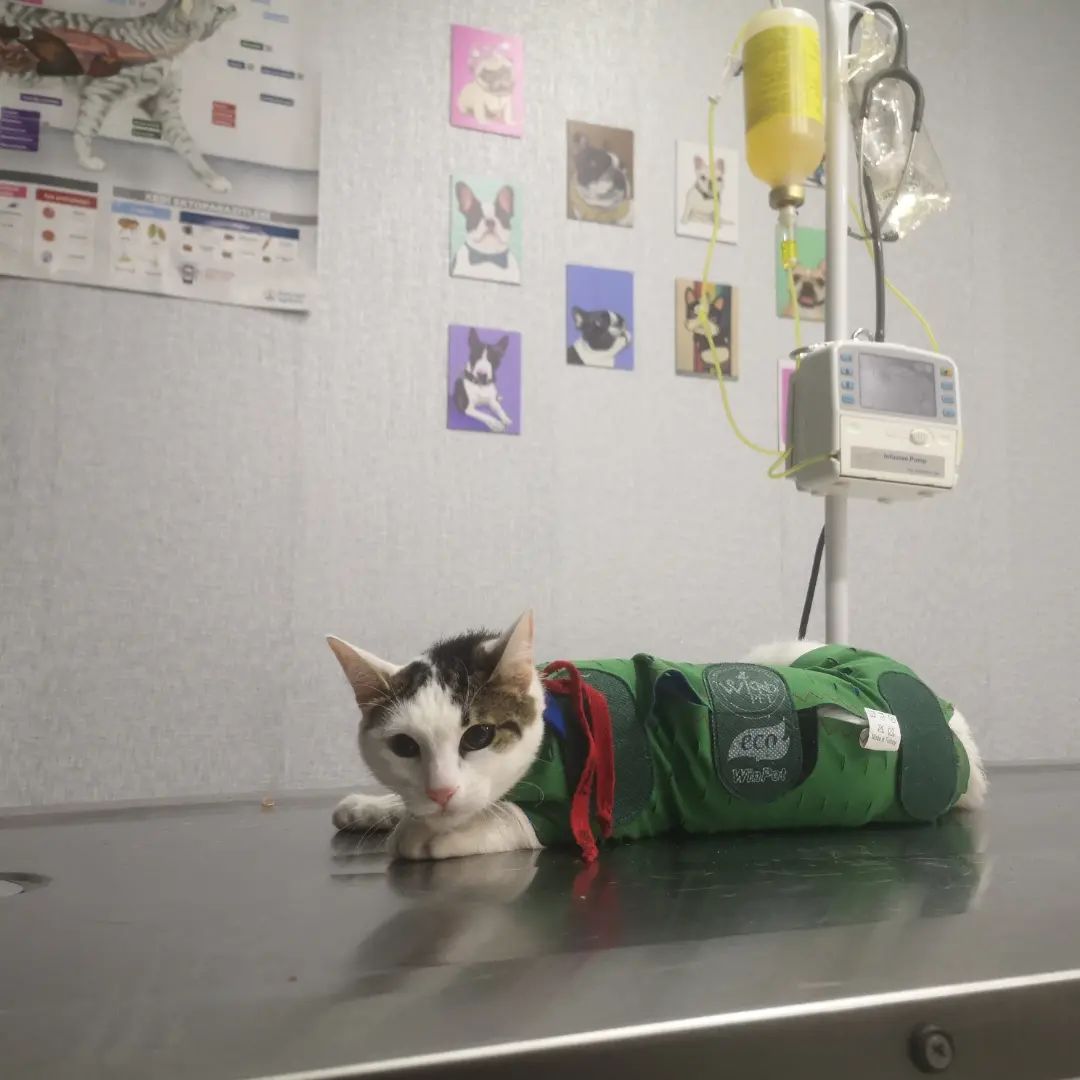 Winpet Yara Koruyucu Korse rahatlığı sayesinde, minik dostlarımız operasyon sonrasında sağlıklı bir süreç geçirir.
Bayi Kliniklerimizden MANİSA
MOSS Veteriner Kliniği;
Hastarının,
✅ Konforunu,
✅ Güvenini,
✅ Hijyenini,
✅ Mutluluğunu,
Önceliği kabul ediyor.