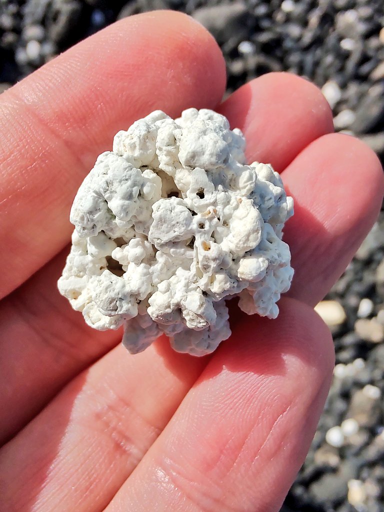 GeologistsCat's tweet photo. Today my humans started their #hedgewatch on #Fuerteventura at the #PopcornBeach. It's of course not #Popcorn, but the remnants of
#Calcareous #algae that after they died got bleached & washed ashore. Worth another Pawsome 🐾
....
#geology #travel https://t.co/8kdj9SwqZd