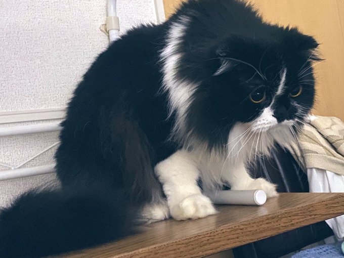 これは獲物(飼い主の動く指)を見つけて目がランランとしてるネコ 
