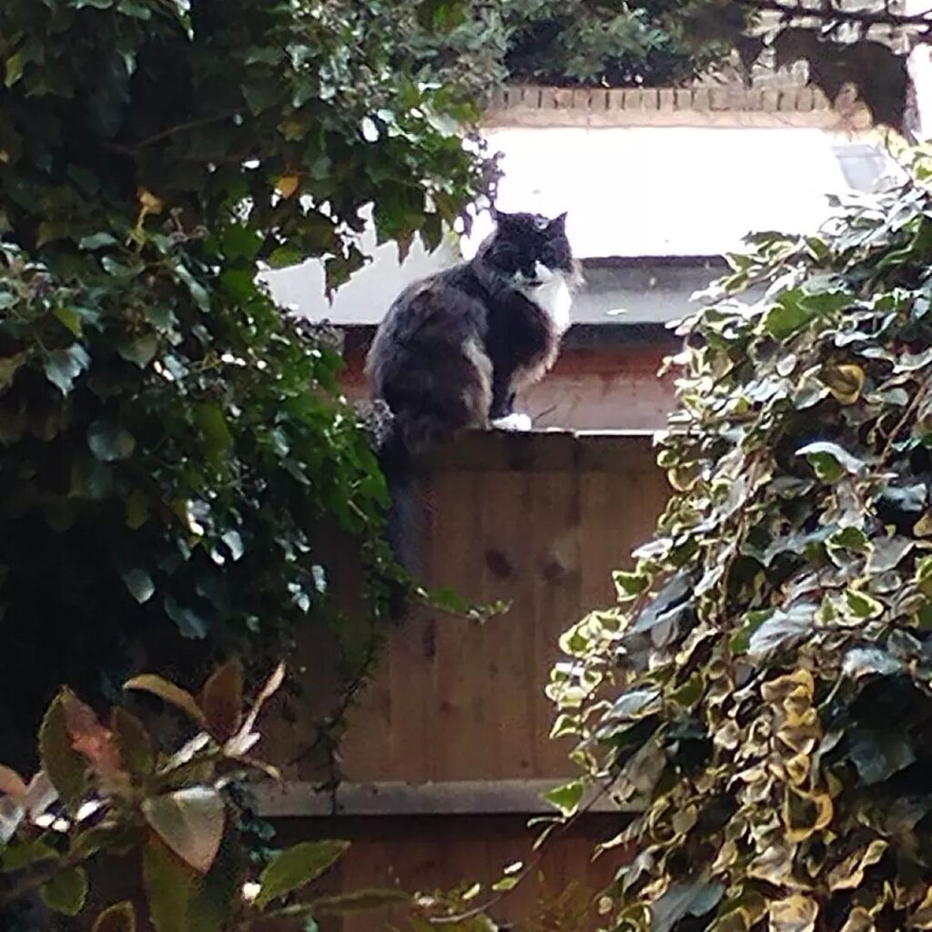 So. Head's healed, tail almost at full mast. First trip out in 2 weeks. 
Gallivanting, innit 😻😽
.
.
#caturday #catsofinstagram #catsofig #citycat #writerscat #vinnycat #saturdayinmygarden instagr.am/p/ClJooLNrTUv/