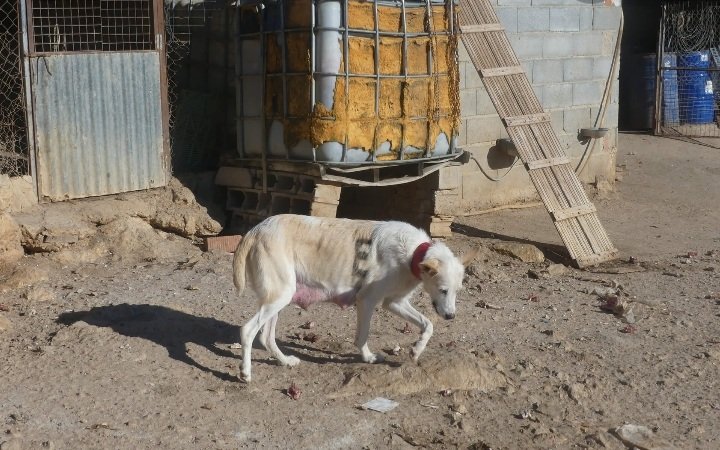 CanarianHope's tweet photo. 🙏🙏❤️❤️Help Us help the animals❤️❤️🙏🙏
https://t.co/eYuScvxOBb

#safeanimals #animals #allanimalsmatter #helphomelesspeople #helpanimalsinneed #animal #animalslover
https://t.co/j4eljmOseb https://t.co/vi0L9CZlm9