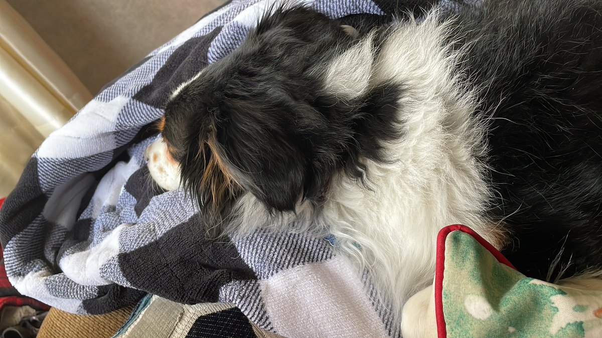 My dog is unimpressed with the fact that the NE vs WISC football announcers don’t know that Wyoming borders Nebraska 🤦🏼‍♀️😂