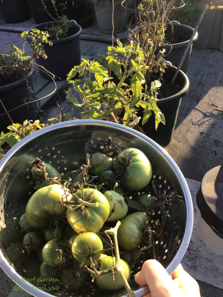 the last harvest done
green tomatoes aplenty
no sun ripening

~Traci VW
 #haikusaturday #RoofGarden #GreenTomatoes #NatureintheCity #haiku #SaturdayHaiku