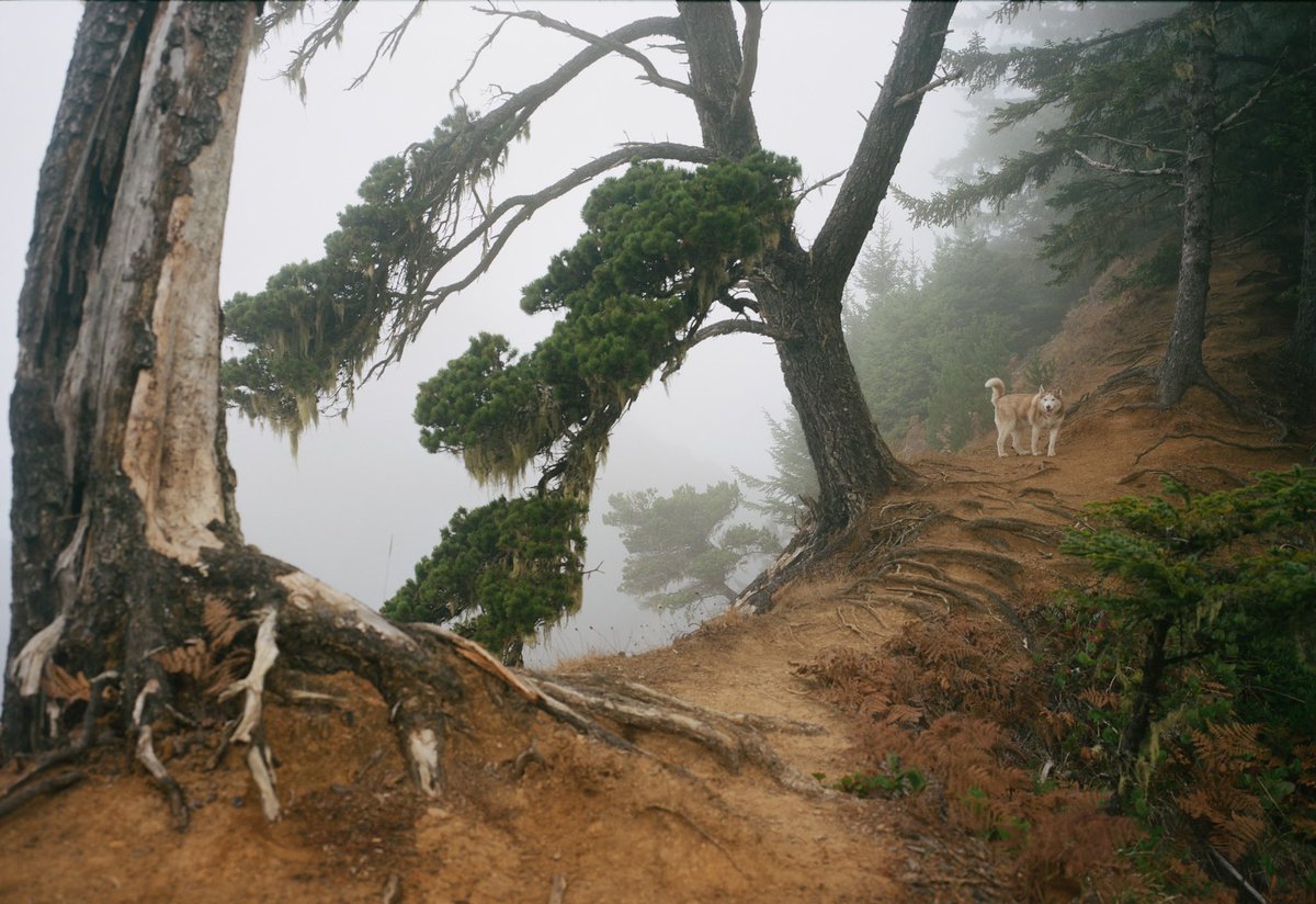 oregon coast on medium format film