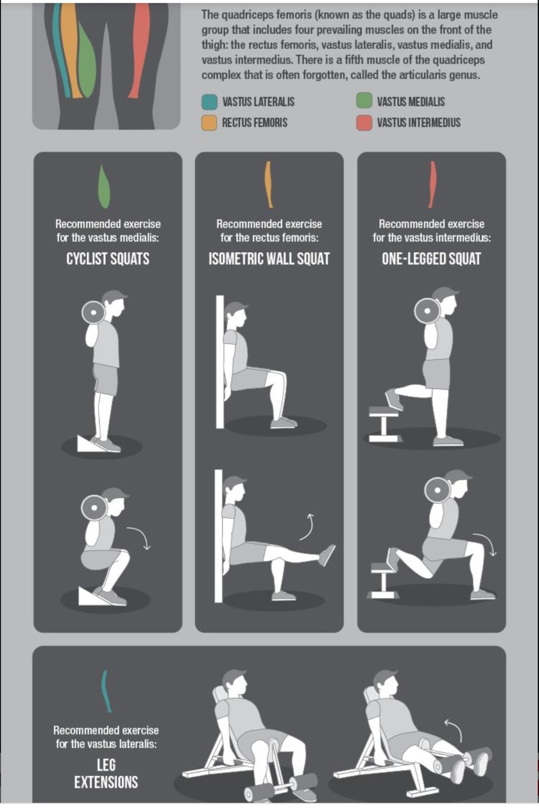 Rectus femoris workout sale